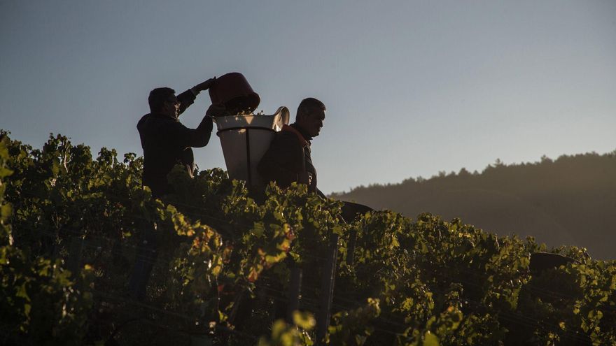 España prevé superar este año a Francia como país productor de vino
