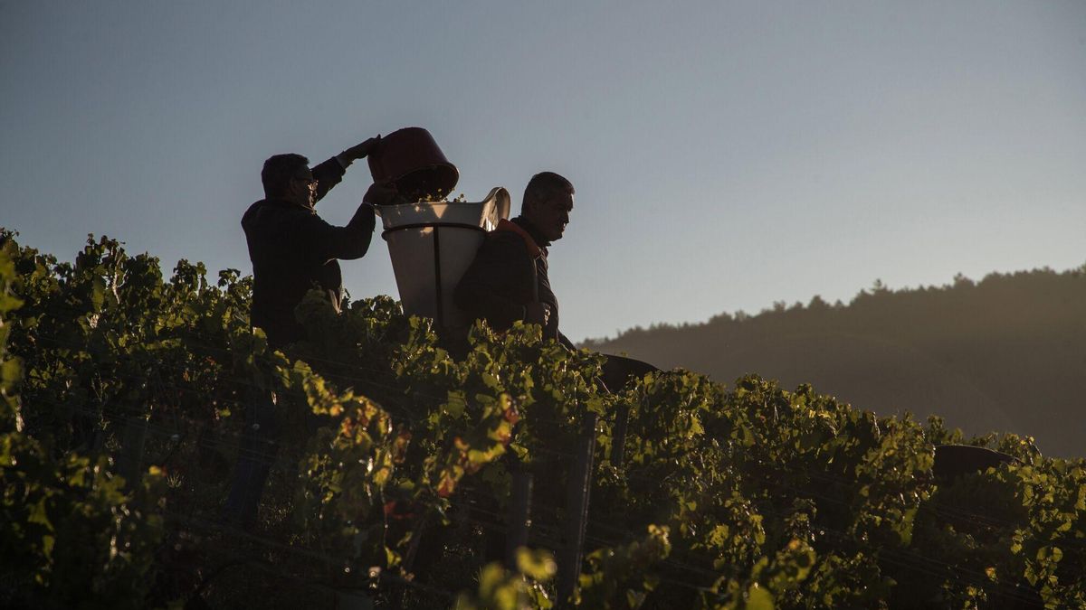 España prevé superar este año a Francia como país productor de vino