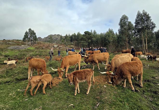 El ganado en extensivo salva el monte gallego