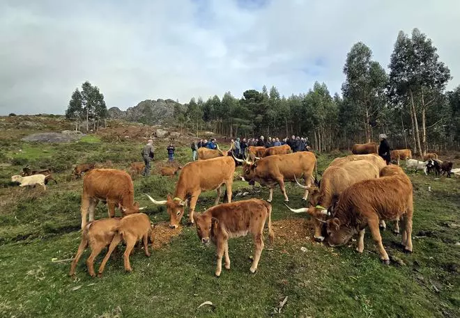 El ganado en extensivo salva el monte gallego