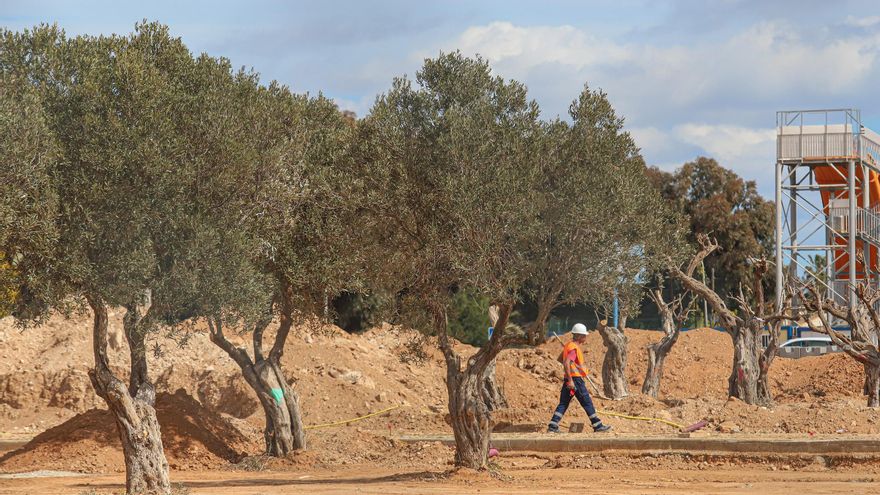 Las obras del nuevo parque de La Siesta en Torrevieja preservan más de 50 garroferos y olivos