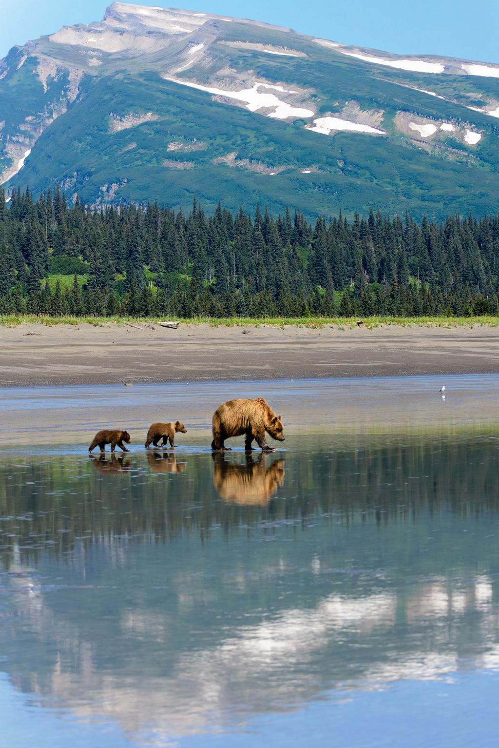 Osos en el parque nacional lago Clark