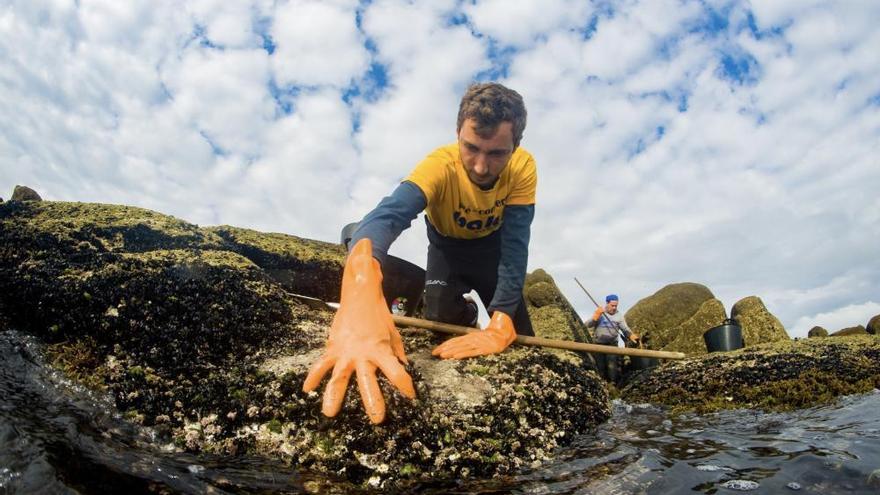 Así recolectan mejilla los bateeiros de Arousa