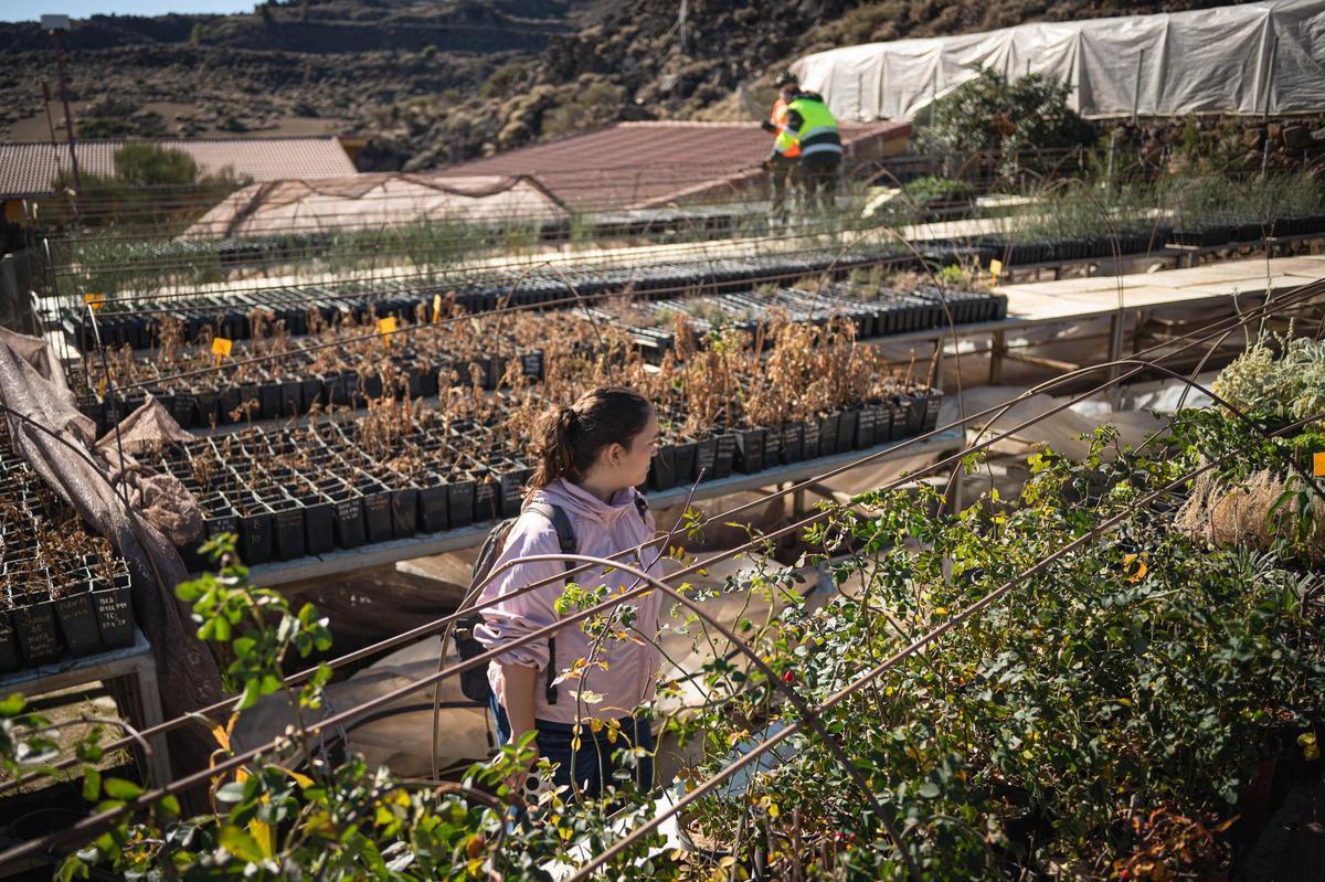 Una joven contempla ejemplares de la reforestación en el Parque Nacional del Teide.