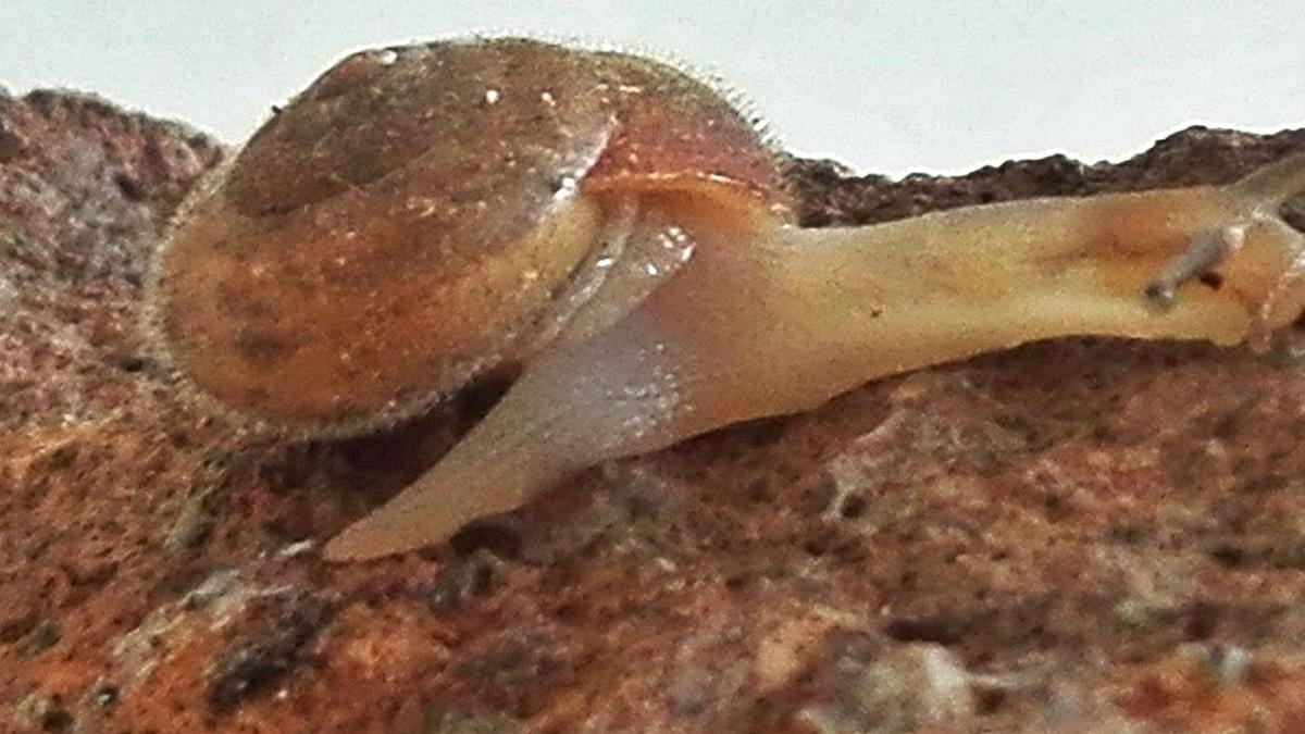 Un ejemplar del caracol velludo originario del Norte de África localizado en una urbanización del término de Xàtiva. | MUSEO HISTORIA NATURAL