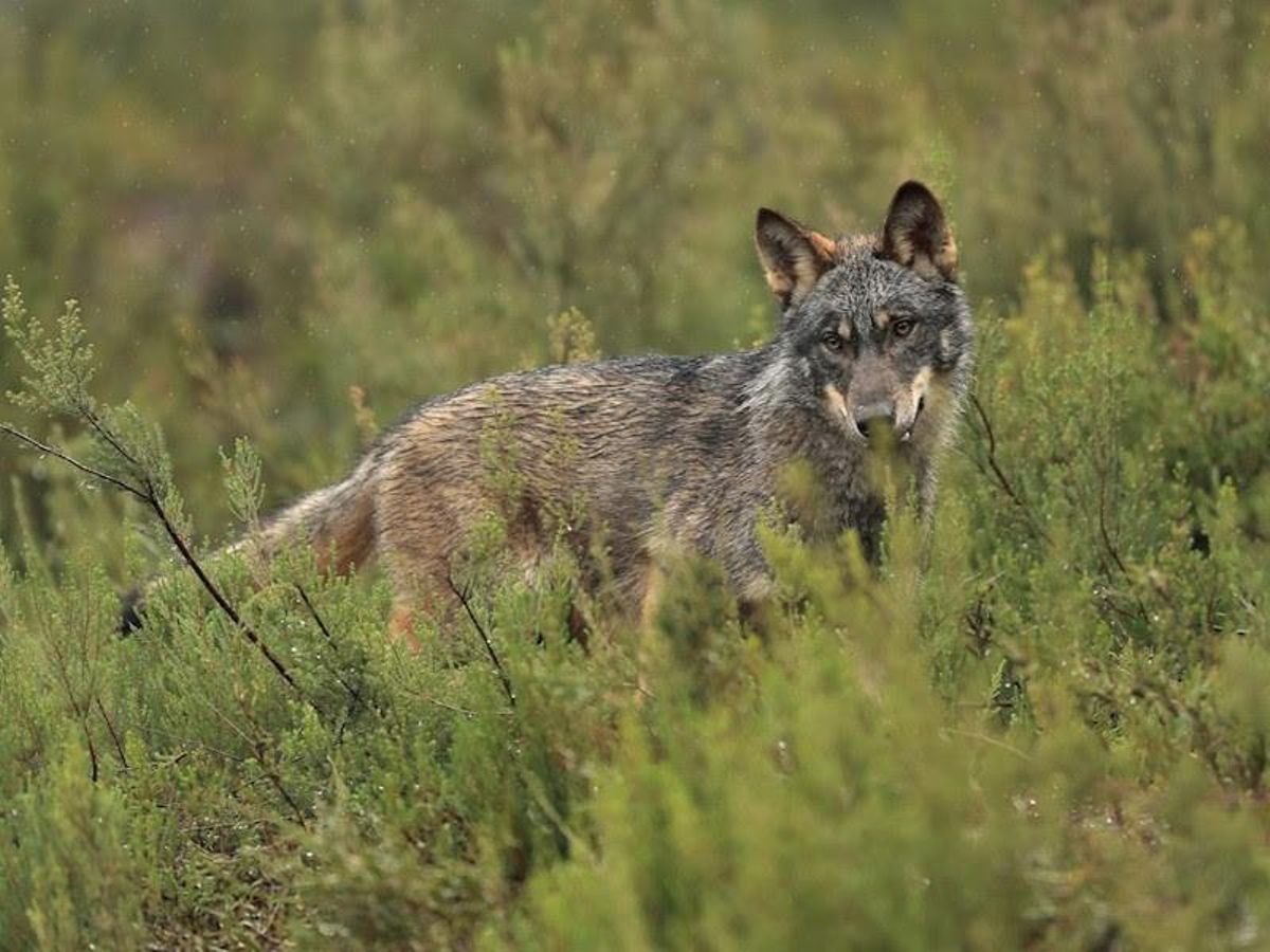 Archivo - Arquivo - Un lobo ibérico nunha paisaxe verde.