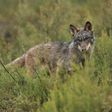 Archivo - Arquivo - Un lobo ibérico nunha paisaxe verde.