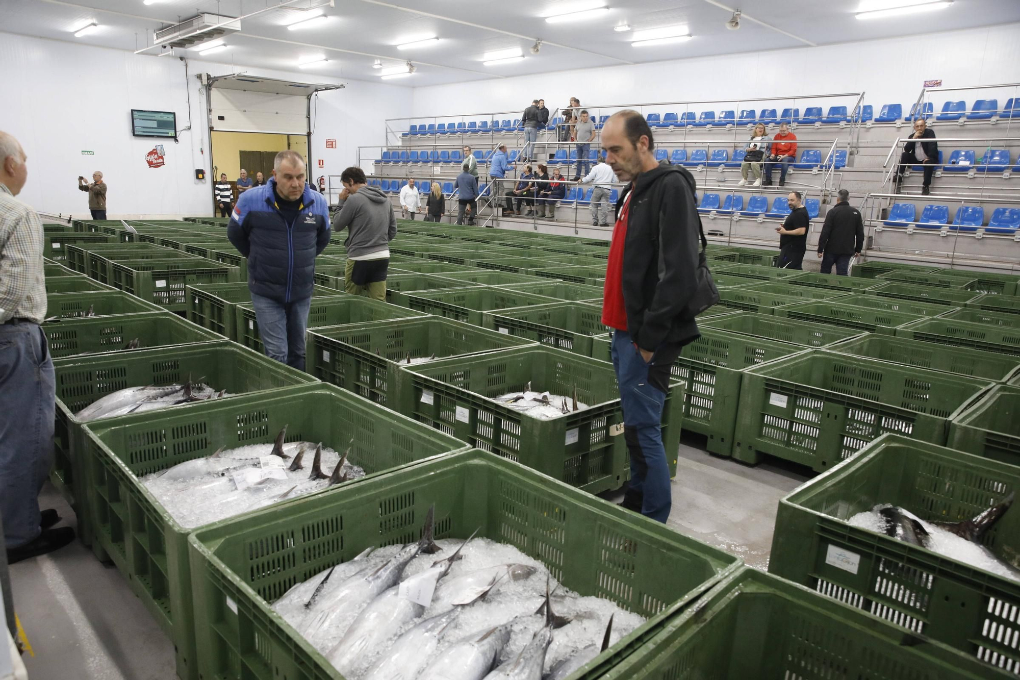 La primera descarga del bonito en la lonja de Gijón, en imágenes