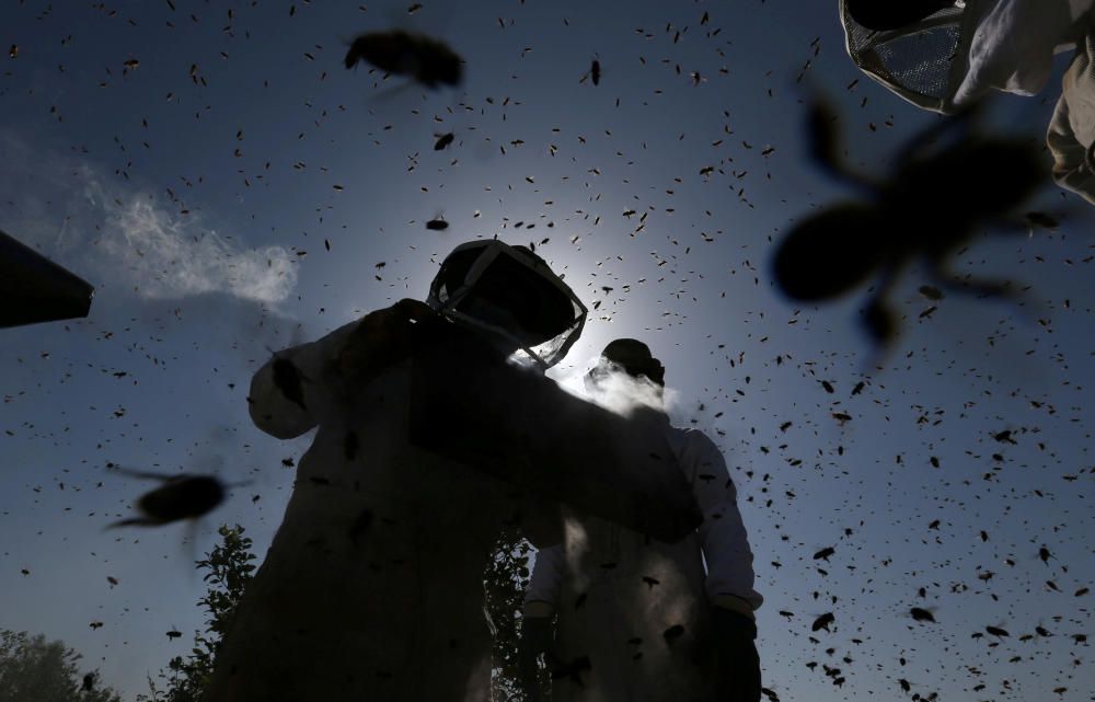 Palestinian beekeepers collect honey amid ...