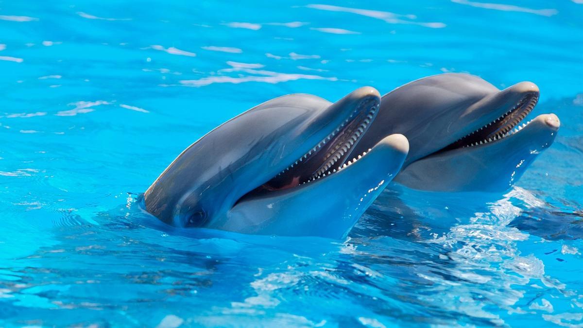 Los delfines son un modelo natural de liderazgo empresarial.