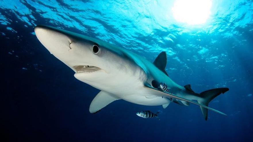 La prensa británica habla de &quot;pánico en Ibiza por el ataque de un tiburón&quot;
