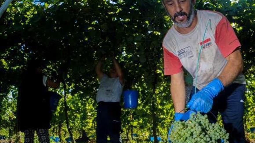 Imagen de la vendimia en O Salnés. // I. Abella