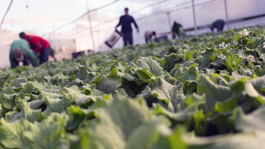 La producción de borrajas caerá un 70% en Zaragoza si no se revierte la sequía