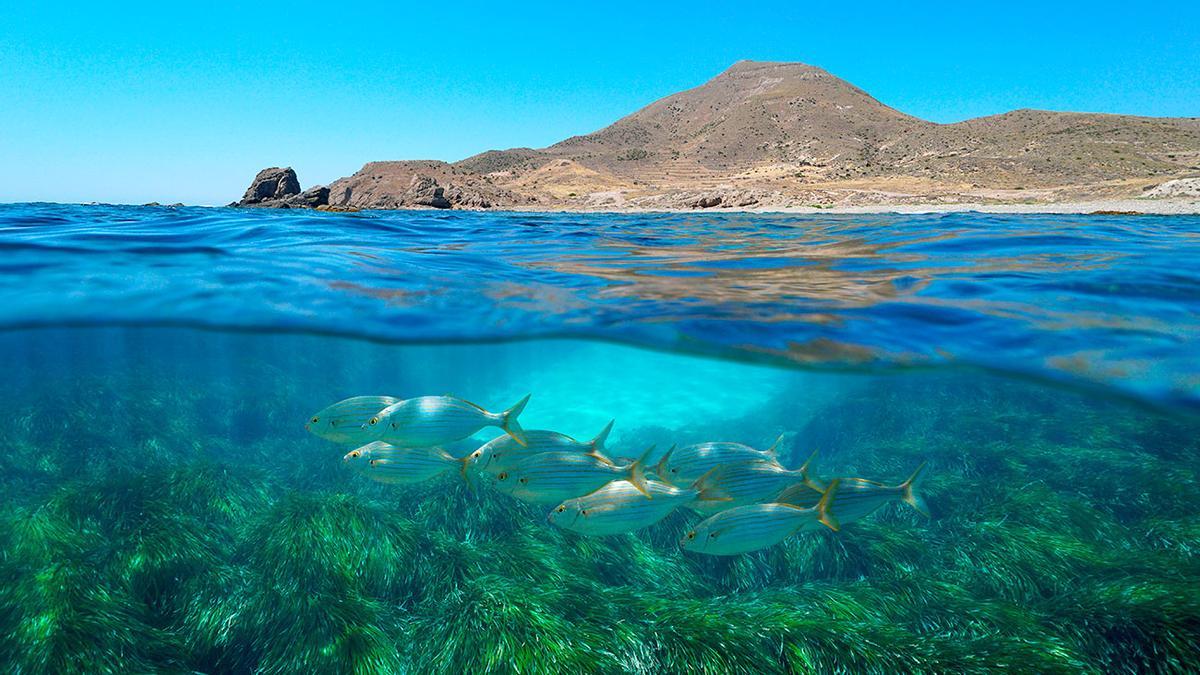 Imagen del Cabo de Gata y del fondo marino de la zona.