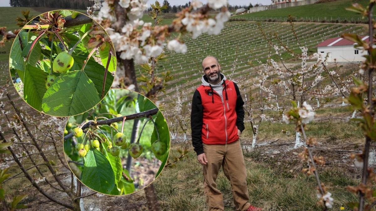 Gabriel Rius, en su plantación de cerezos de Allande y en los círculos dos imágenes de los frutos dañados por la tormenta
