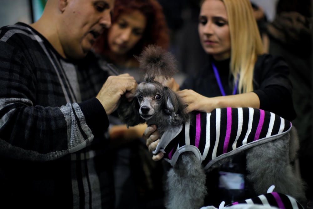 A man combs a dog during the fifth edition of ...