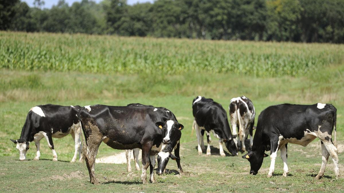 Vacas en un prado en Silleda