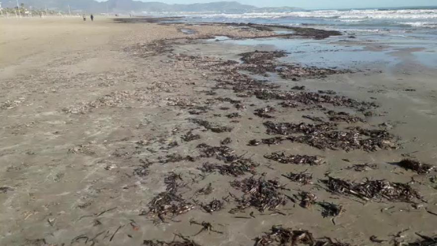 'Filomena' llena de algas las playas de Castelló