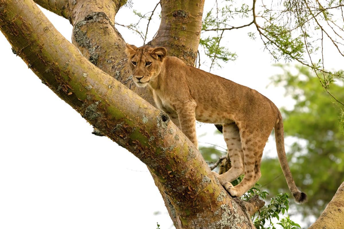 JLos leones trepadores de árboles son la principal atracción del sector de Ishasha, en el sur del Parque Nacional Queen Elizabeth en Uganda. A diferencia de otros leones, estos felinos suben a las higueras y acacias para descansar durante el día, huyendo del calor y las moscas tsé-tsé.
