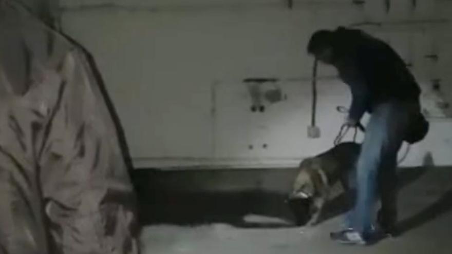 Elton, el perro que encontró el cadáver de Diana Quer, 'marcando' el pozo