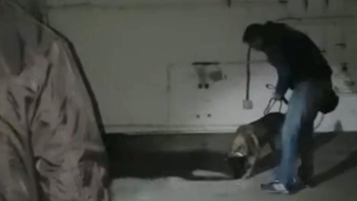 Elton, el perro que encontró el cadáver de Diana Quer, marcando el pozo