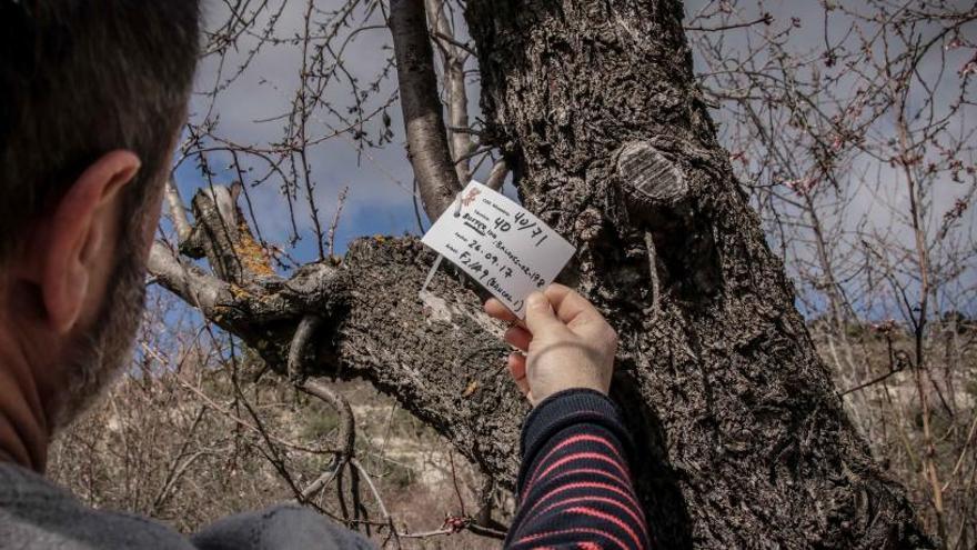 Un almendro afectado en el término municipal de Balones, en la comarca de El Comtat