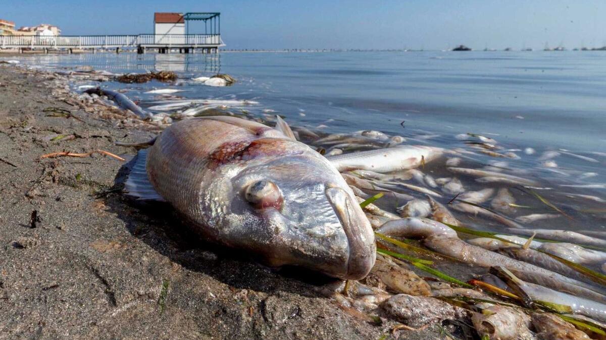 El Instituto de Oceanografía concluye que los fertilizantes agrícolas matan el Mar Menor