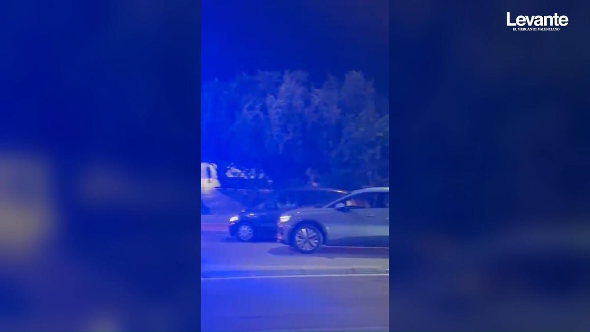 Jabalíes en la rotonda de la avenida Blasco Ibáñez en Gandia