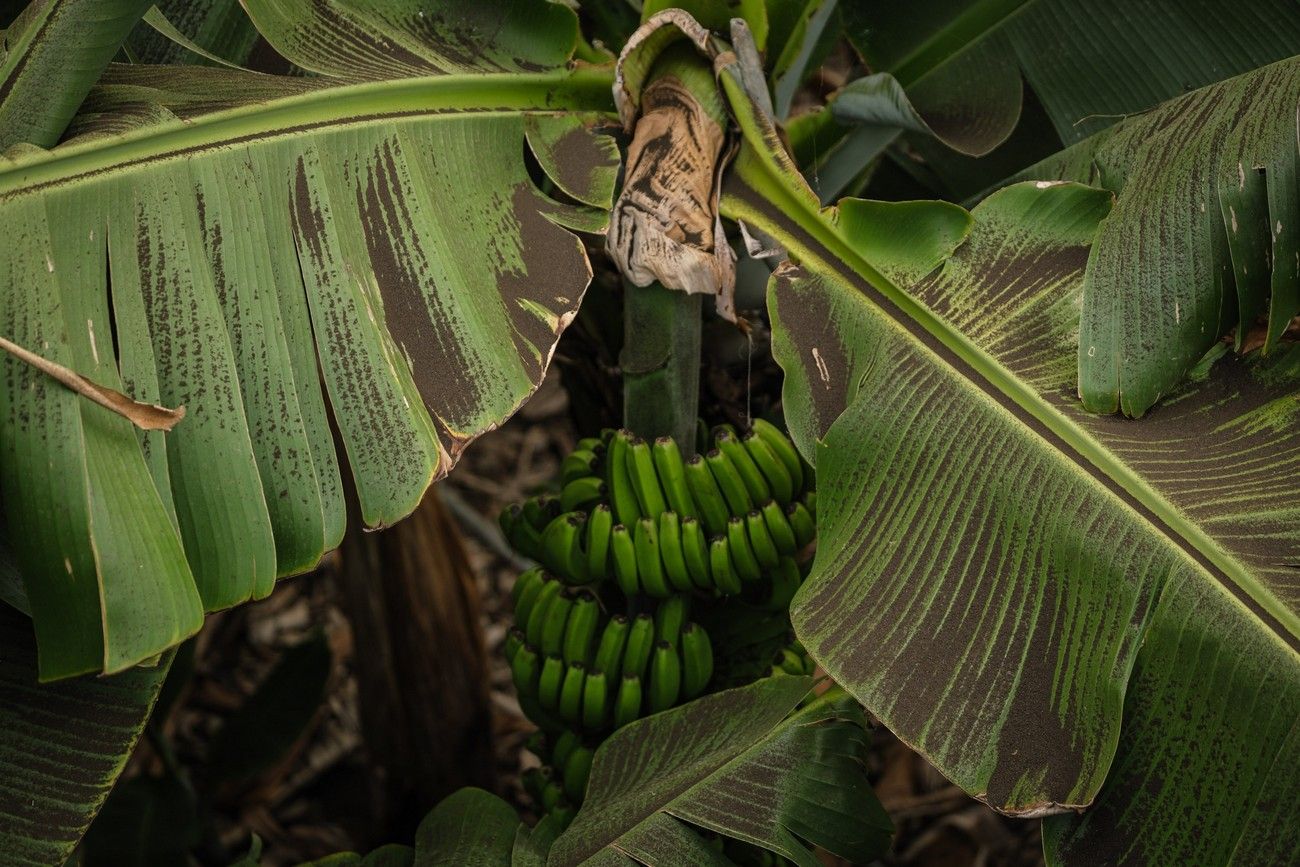 Agricultores recogen los plátanos de sus fincas llenas de ceniza del volcán en erupción en La Palma