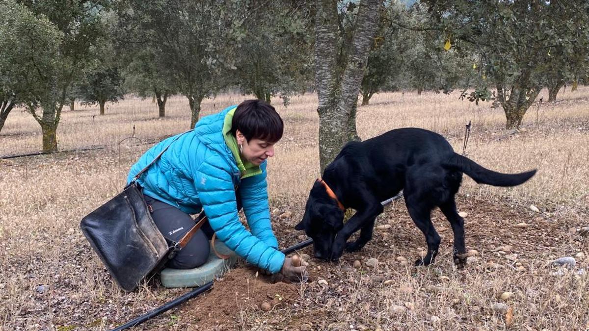 Demostració de la collita de tòfones a una parcel·la de Lladurs