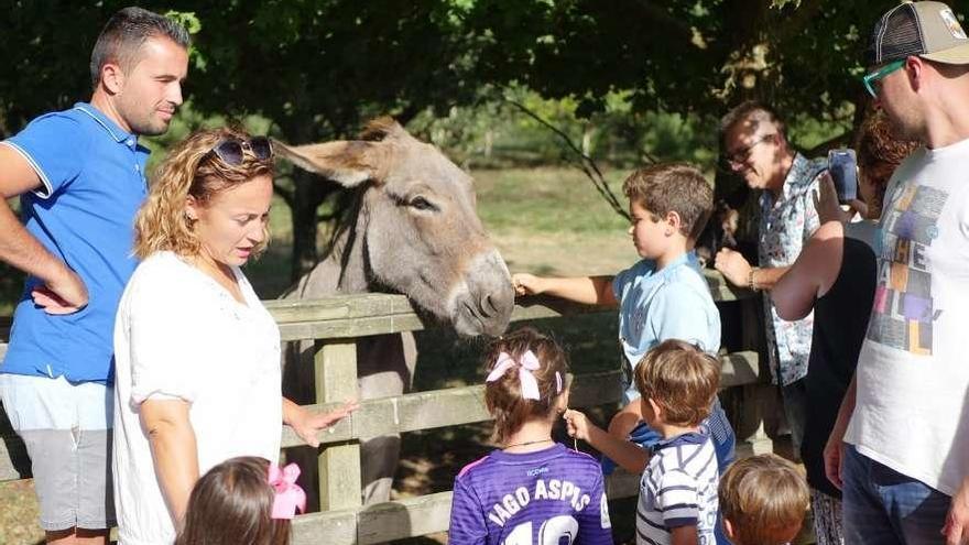 Niños y adultos se acercan para ver, tocar y fotografiar a los burros de A Toxa. // Muñiz