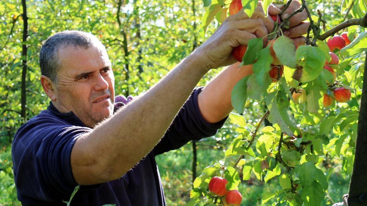 Un agricultor mentre recol·lecta poma de muntanya a Sant Llorenç de Morunys