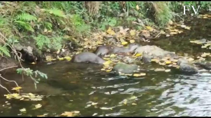 Dos nutrias retozándose en el río Lagares