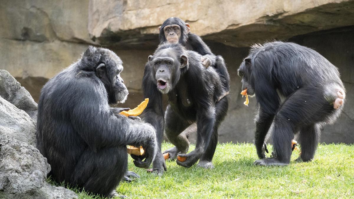 Bioparc ha reabierto la restauración con todas las medidas de salud y seguridad.