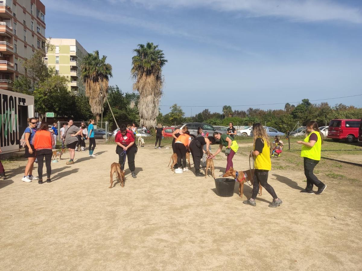 Nuevo espacio de acogida de perros en el campo de fútbol de Benimaclet