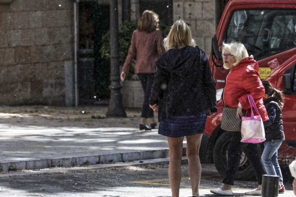 Patinando entre la cera y el polen en Palma