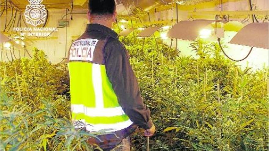 Augmenten les batudes en plantacions de marihuana