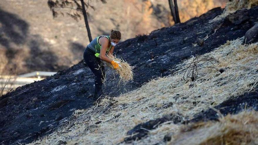 Una vecina esparce paja por la ladera de un monte quemado en Ponte Caldelas. // Gustavo Santos