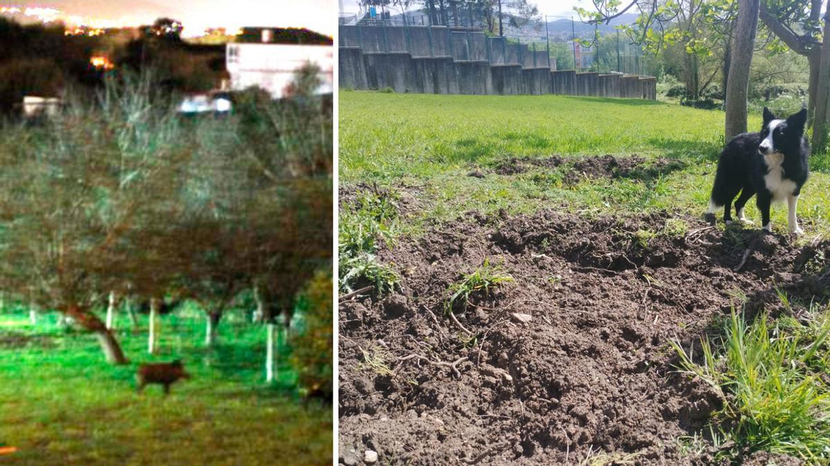 A la izquierda, uno de los jabalís en el jardín. A la derecha, el perro de Josué Correa junto a la zona destrozada por los animales.