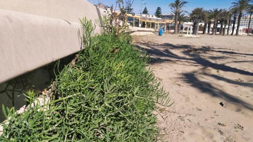 Los muros del paseo del Arenal de Xàbia, a rebosar de &quot;fenoll marí&quot;