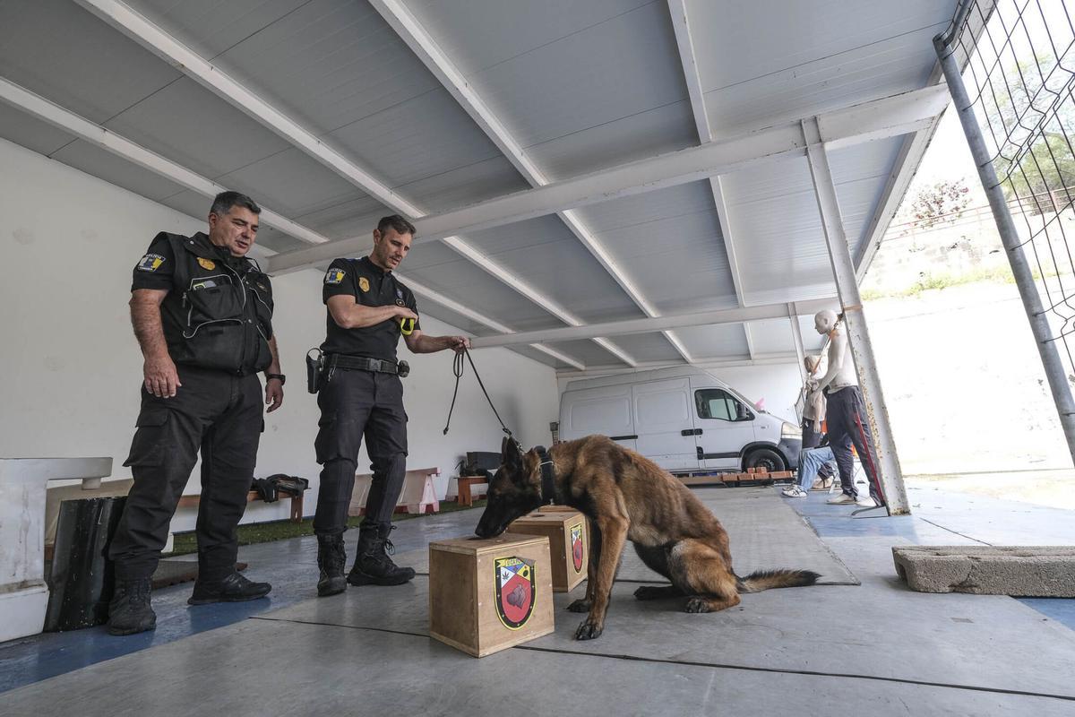 Los perros del Grupo de Guías Caninos (UCAPOL) de la Policía Local de Las Palmas de Gran Canaria, Cujo y Apolo