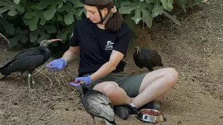 Catalunya té una nova espècie d’au: els ibis ermitans aterren a l’Empordà