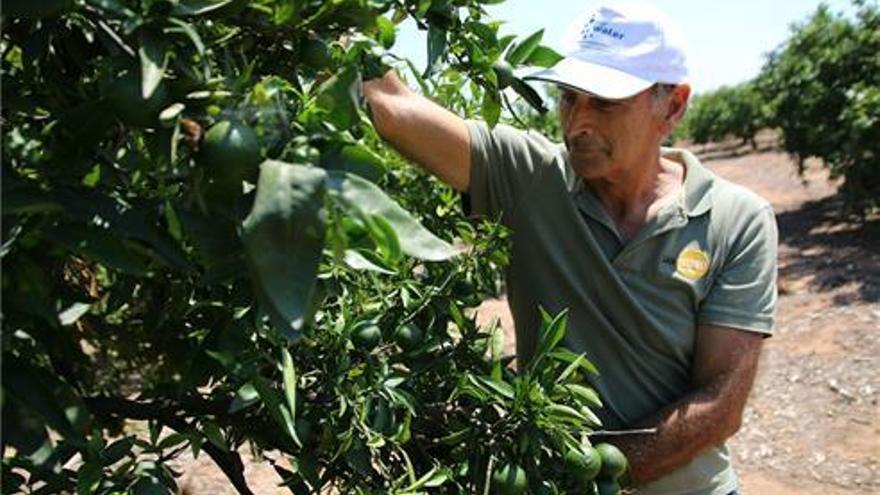 La merma de producción acorta la campaña de la clemenules