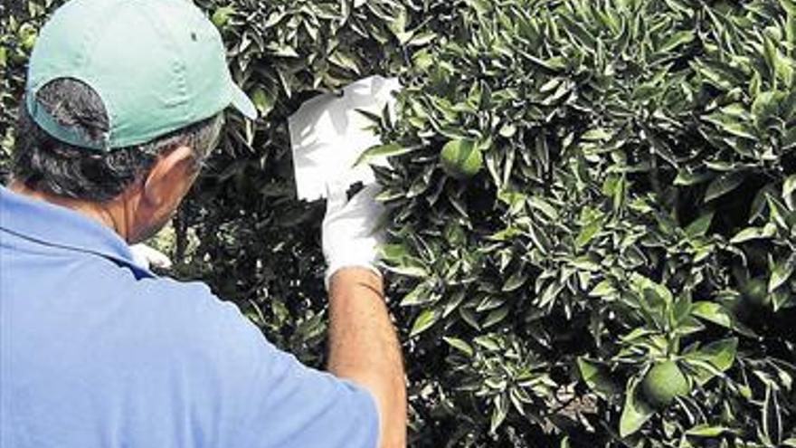 Agromaestrat marca la diferencia en la lucha contra la mosca de la fruta y el ‘pinet’