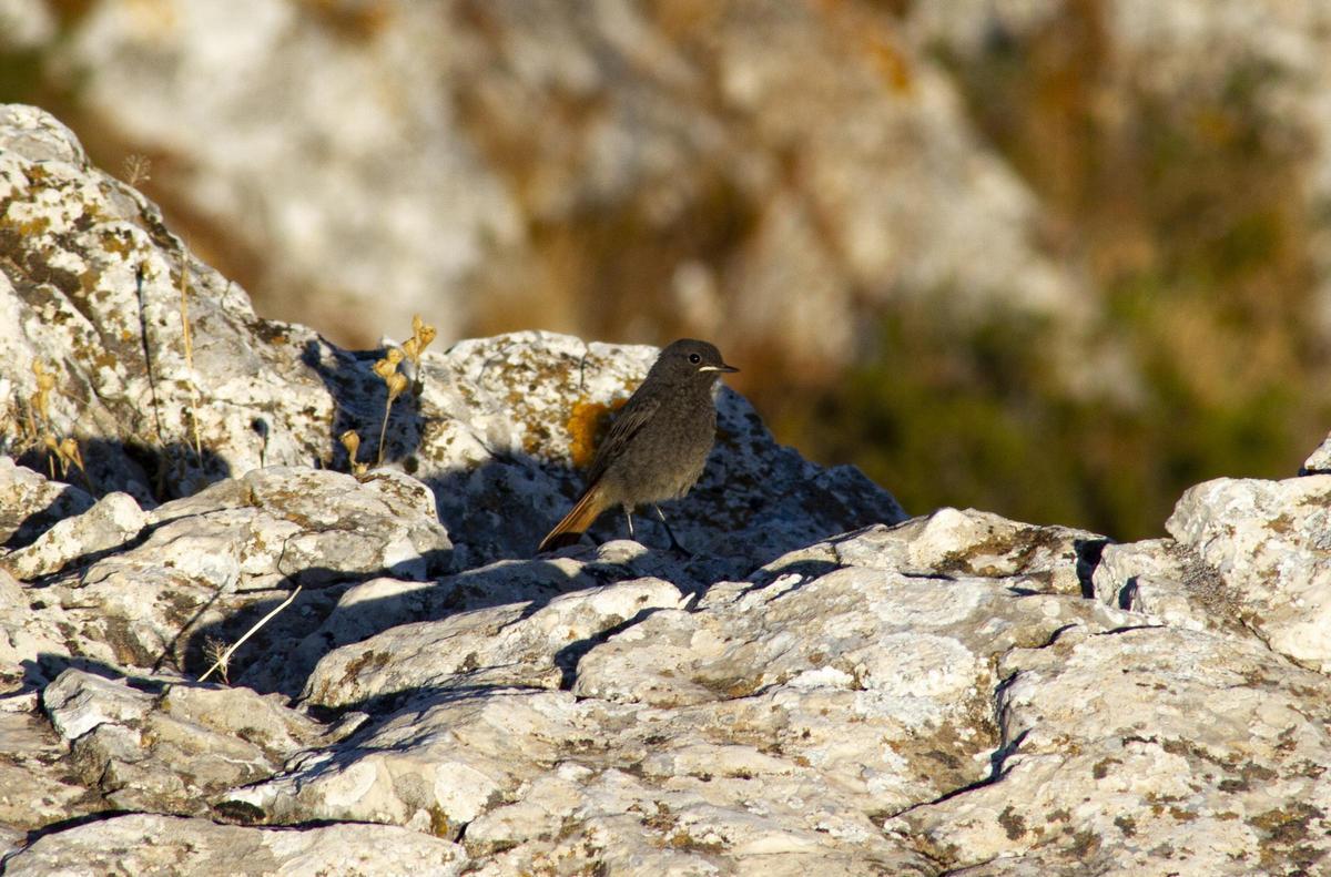 Una ave en el paraje de la Ombria del Benicadell.