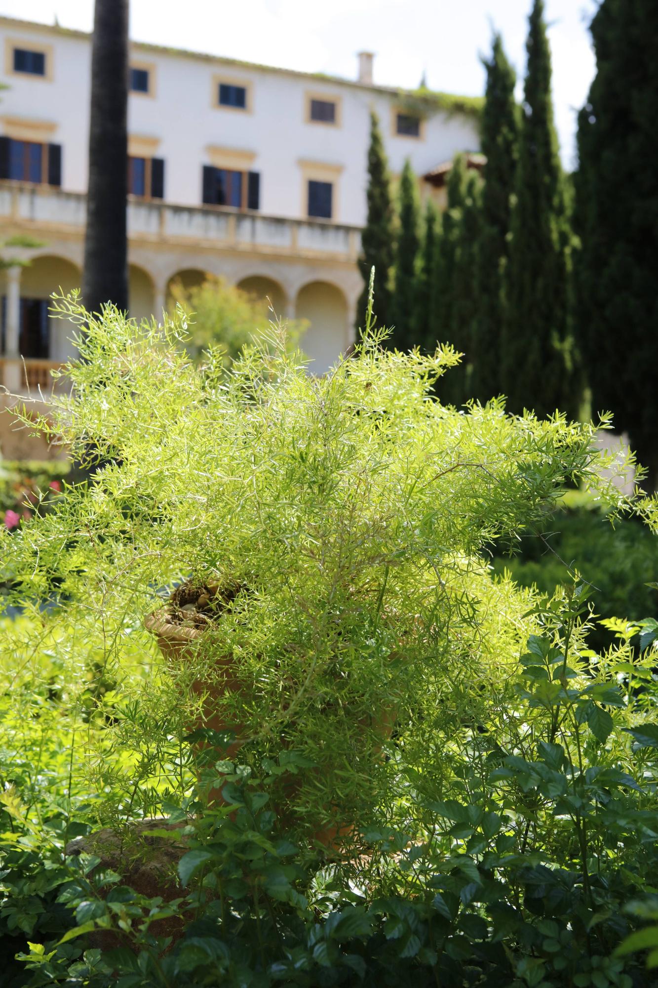 So sieht es auf dem Landgut Raixa auf Mallorca aus