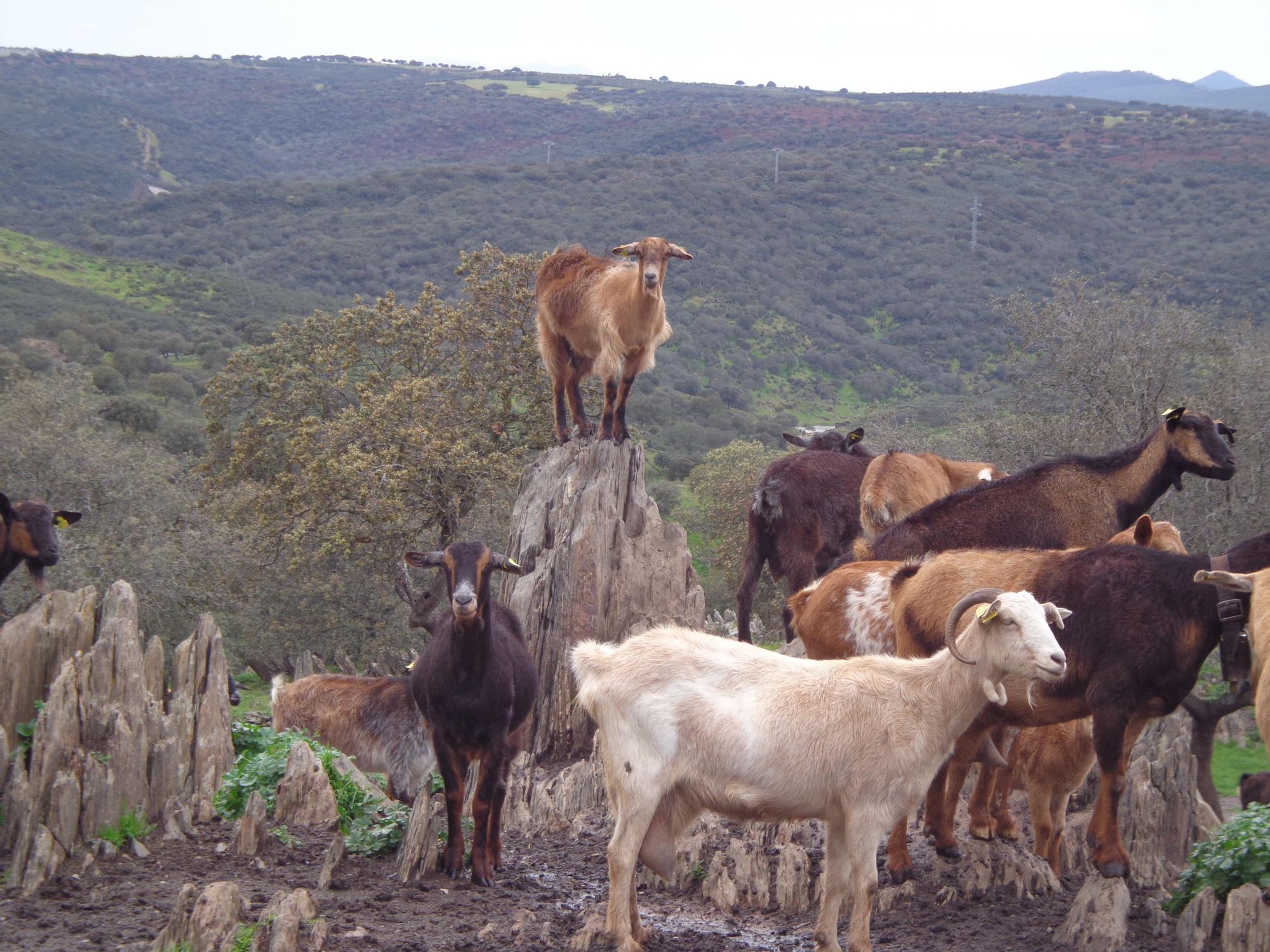 El Queso de Cabra de Acehúche se elabora con leche de cabras pertenecientes a la raza murciana-granadina, florida, malagueña, retinta y verata.