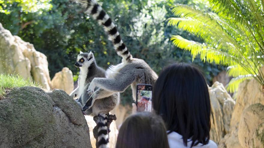 Cara a cara con los lémures en Bioparc Valencia.