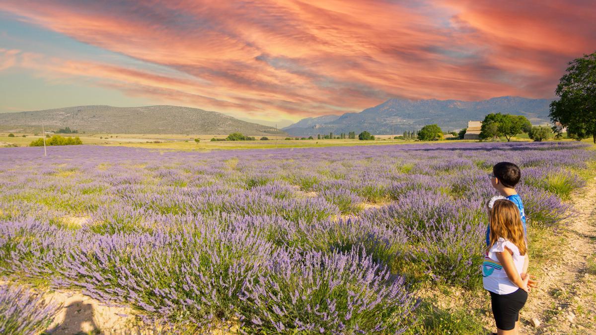 Plantes aromàtiques, en una fotografia d'arxiu.