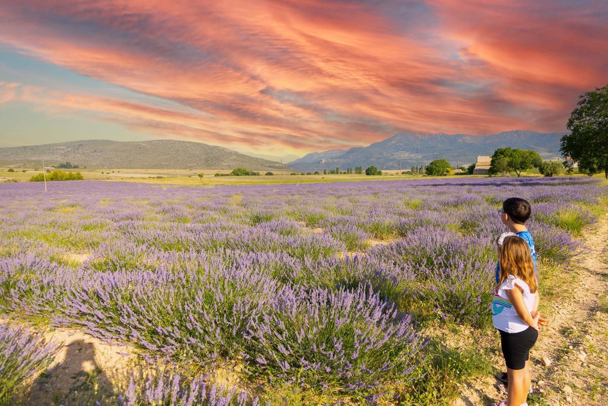 Plantes aromàtiques, en una fotografia d'arxiu.